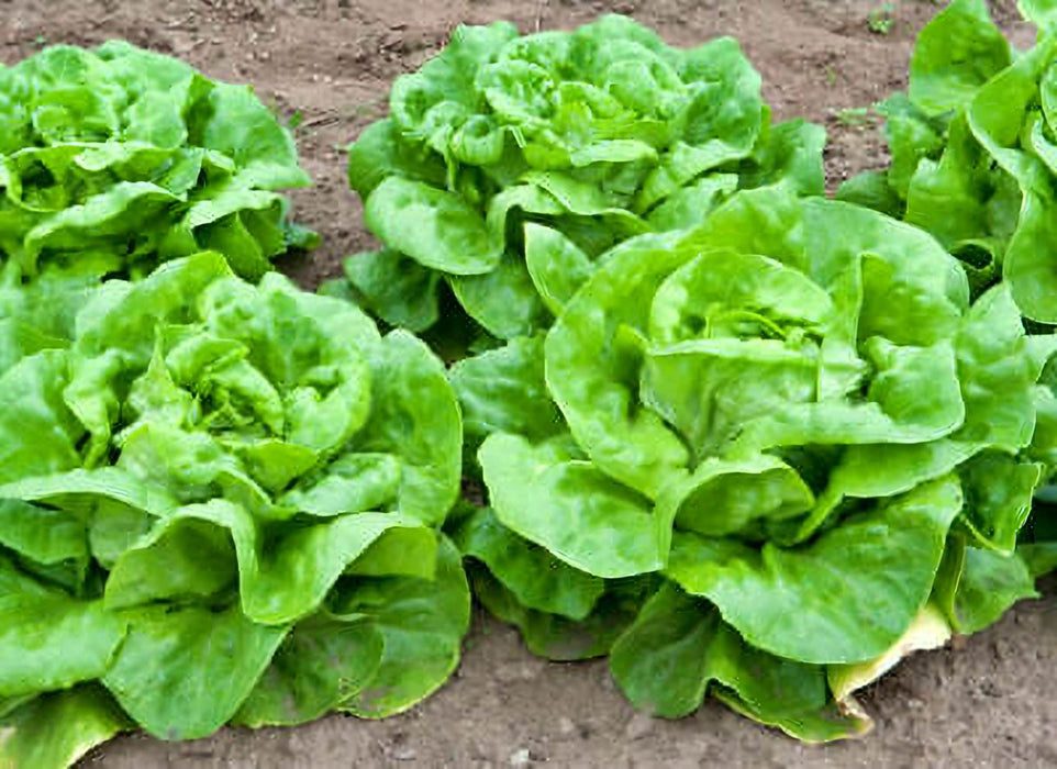 White Boston, Lettuce, - BoxGardenSeedsLLC -Lettuce - Seeds