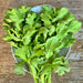 Broad Leaf, Edible Chrysanthemum, - BoxGardenSeedsLLC -Gourmet/Native Greens - Seeds