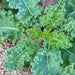 White Russian Kale -- BoxGardenSeedsLLC -Cabbage, Kale - Seeds