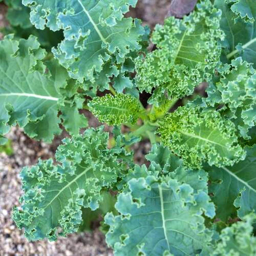 - BoxGardenSeedsLLC - White Russian Kale - Cabbage, Kale - Seeds