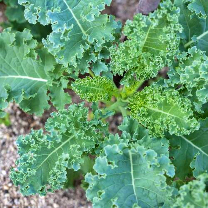 Kale, White Russian, -- BoxGardenSeedsLLC -Cabbage, Kale - Seeds