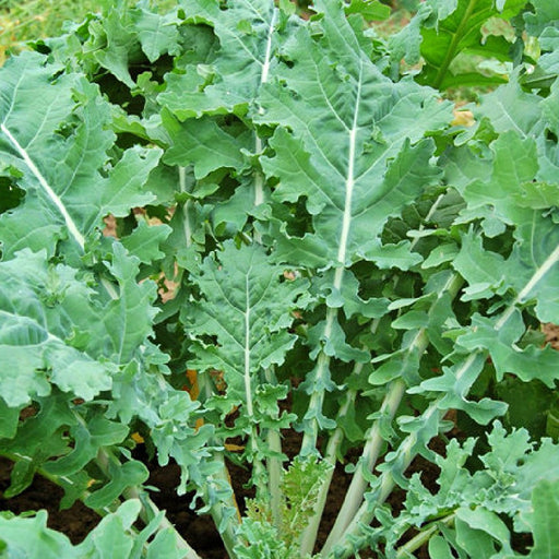 Kale, White Russian, - BoxGardenSeedsLLC -Cabbage, Kale - Seeds