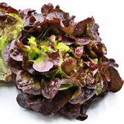 Red Oakleaf, Lettuce - BoxGardenSeedsLLC - Lettuce - Seeds - USA Seller, Thank you for shopping here today, Naturally Grown GMO Free Seeds, Heirloom Open Pollinated Seeds, Fresh Top Quality Premium Seeds