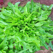 Royal Oakleaf, Lettuce - BoxGardenSeedsLLC - Lettuce - Seeds - USA Seller, Thank you for shopping here today, Naturally Grown GMO Free Seeds, Heirloom Open Pollinated Seeds, Fresh Top Quality Premium Seeds