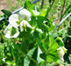 Patio Pride, Peas, -- BoxGardenSeedsLLC -Peas - Seeds