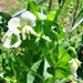 Super Sugar, Snap Peas, - BoxGardenSeedsLLC -Peas - Seeds