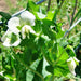 Patio Pride, Peas, - BoxGardenSeedsLLC -Peas - Seeds