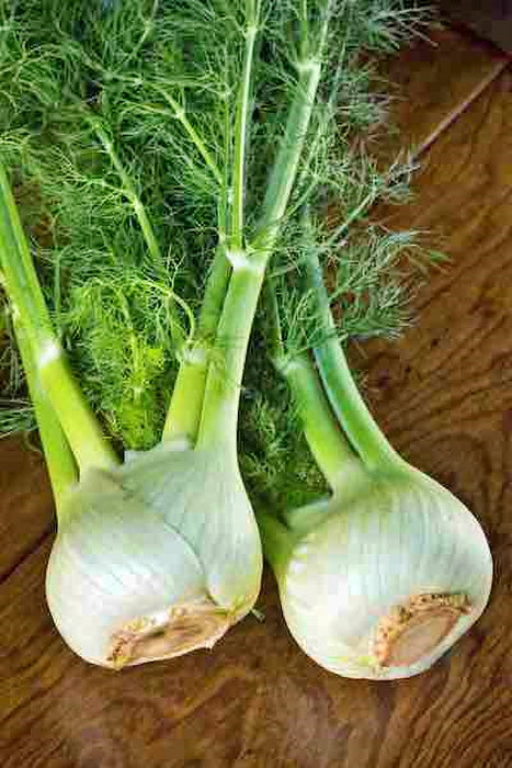 - BoxGardenSeedsLLC - Florence, Fennel Herb, - Gourmet/Native Greens - Seeds