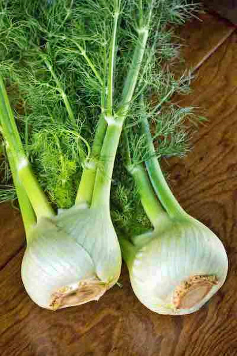 Florence, Fennel Culinary & Medicinal Herbs, - BoxGardenSeedsLLC -Gourmet/Native Greens - Seeds