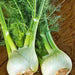 Florence, Fennel Culinary & Medicinal Herbs, - BoxGardenSeedsLLC -Gourmet/Native Greens - Seeds