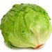 Iceberg Crisphead, Lettuce, - BoxGardenSeedsLLC -Lettuce - Seeds