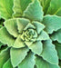 - BoxGardenSeedsLLC - Mullein, Culinary & Medicinal Herb, - Culinary/Medicinal Herbs - Seeds