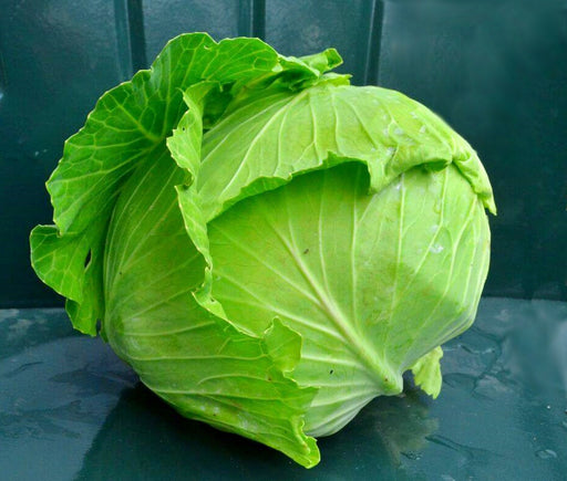 All Seasons, Cabbage, -- BoxGardenSeedsLLC -Cabbage, Kale - Seeds