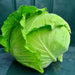 All Seasons, Cabbage, - BoxGardenSeedsLLC -Cabbage, Kale - Seeds