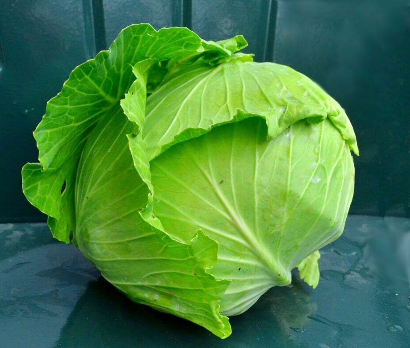 All Seasons, Cabbage, - BoxGardenSeedsLLC -Cabbage, Kale - Seeds