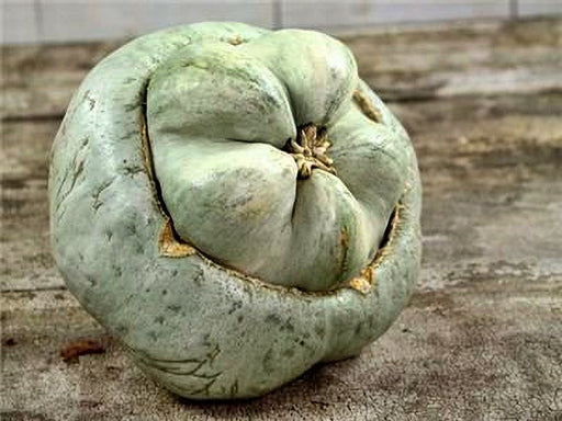 Ute Indian, Winter Squash, -- BoxGardenSeedsLLC -Squash,Pumpkins - Seeds