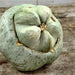 Ute Indian, Winter Squash, - BoxGardenSeedsLLC -Squash,Pumpkins - Seeds