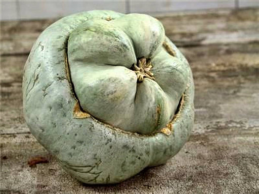 Ute Indian, Winter Squash, - BoxGardenSeedsLLC -Squash,Pumpkins - Seeds