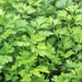 Giant Italian, Parsley - BoxGardenSeedsLLC -Abundant Stock SALE - Seeds