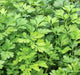 Giant Italian, Parsley -- BoxGardenSeedsLLC -Culinary/Medicinal Herbs - Seeds