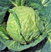 - BoxGardenSeedsLLC - Danish Ballhead, Cabbage, - Cabbage, Kale - Seeds