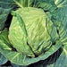 Danish Ballhead, Cabbage, - BoxGardenSeedsLLC -Cabbage, Kale - Seeds