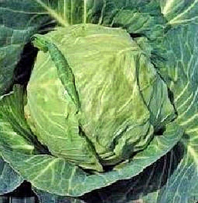 Danish Ballhead, Cabbage, -- BoxGardenSeedsLLC -Cabbage, Kale - Seeds