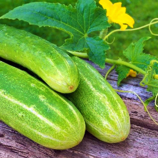 Double Yield, Cucumber, -- BoxGardenSeedsLLC -Cucumbers - Seeds