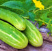 Double Yield, Cucumber, -- BoxGardenSeedsLLC -Cucumbers - Seeds