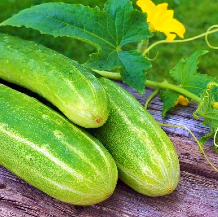 - BoxGardenSeedsLLC - Double Yield Cucumber - Cucumbers - Seeds