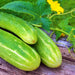 Double Yield, Cucumber, - BoxGardenSeedsLLC -Cucumbers - Seeds