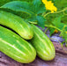- BoxGardenSeedsLLC - Double Yield Cucumber - Cucumbers - Seeds