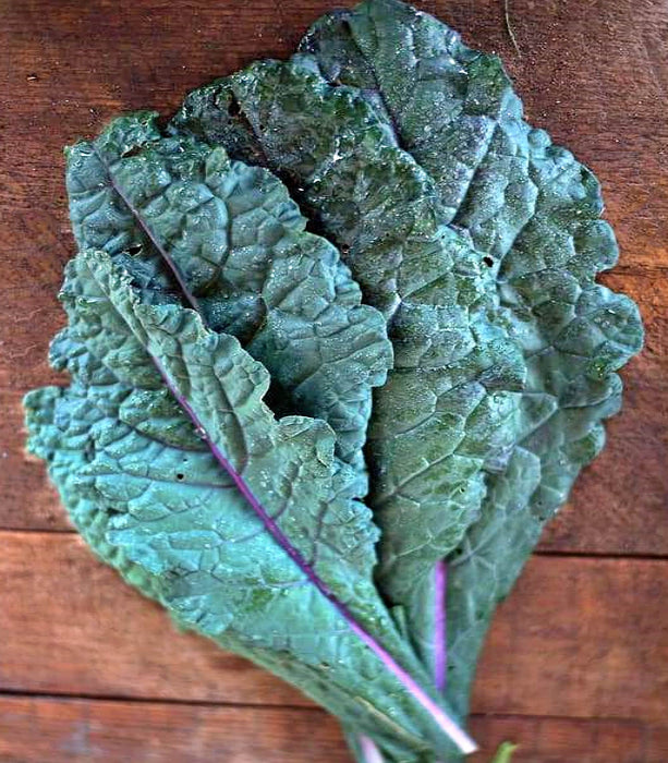 Dazzling Blue, Kale, -- BoxGardenSeedsLLC -Cabbage, Kale - Seeds