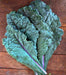 - BoxGardenSeedsLLC - Dazzling Blue, Kale, - Cabbage, Kale - Seeds