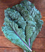 Dazzling Blue, Kale, -- BoxGardenSeedsLLC -Cabbage, Kale - Seeds