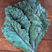 Dazzling Blue, Kale, - BoxGardenSeedsLLC -Cabbage, Kale - Seeds