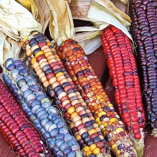 Painted Mountain, Native Corn, -- BoxGardenSeedsLLC -Corn - Seeds