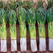 Ishikura Improved Japanese Bunching, Onion, - BoxGardenSeedsLLC -Onions,Leeks - Seeds