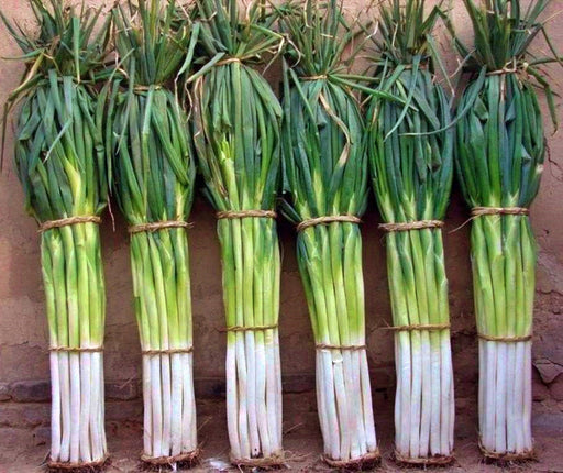 Ishikura Improved Japanese Bunching Onion -- BoxGardenSeedsLLC -Onions,Leeks - Seeds