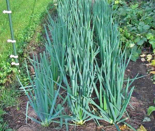 Ishikura Improved Japanese Bunching Onion -- BoxGardenSeedsLLC -Onions,Leeks - Seeds