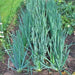 Heshiko, Japanese Bunching Onion, - BoxGardenSeedsLLC -Onions,Leeks - Seeds