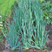 Heshiko, Japanese Bunching Onion, - BoxGardenSeedsLLC -Onions,Leeks - Seeds