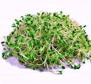 Alfalfa, Culinary & Medicinal Herbs - BoxGardenSeedsLLC - Culinary/Medicinal Herbs - Seeds - USA Seller, Thank you for shopping here today, Naturally Grown GMO Free Seeds, Heirloom Open Pollinated Seeds, Fresh Top Quality Premium Seeds
