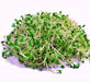 Alfalfa, Culinary & Medicinal Herbs, -- BoxGardenSeedsLLC -Culinary/Medicinal Herbs - Seeds