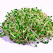 Alfalfa, Culinary & Medicinal Herbs, - BoxGardenSeedsLLC -Culinary/Medicinal Herbs - Seeds