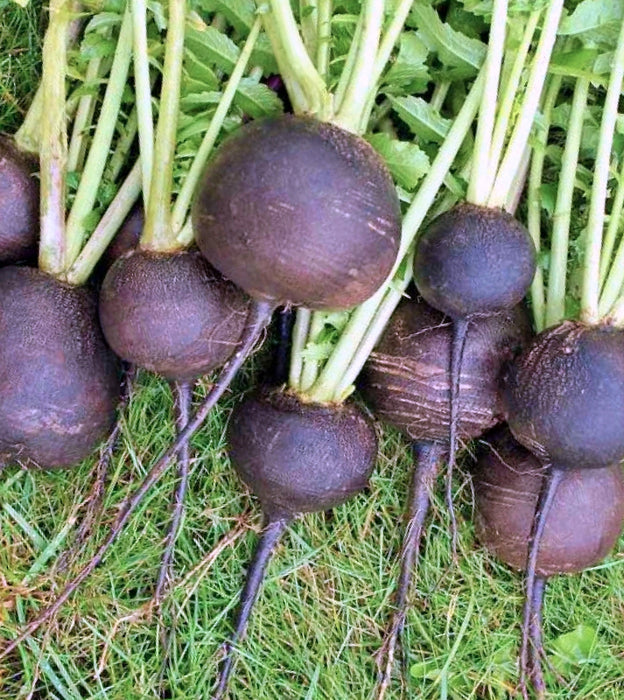 Black Spanish Round, Radish - BoxGardenSeedsLLC -Radishes - Seeds