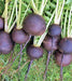 Black Spanish Round, Radish, -- BoxGardenSeedsLLC -Radishes - Seeds