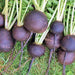 Black Spanish Round, Radish - BoxGardenSeedsLLC -Radishes - Seeds