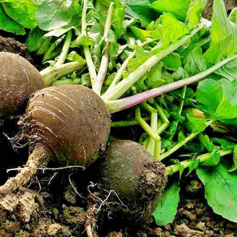 Black Spanish Round, Radish - BoxGardenSeedsLLC - Radishes - Seeds - USA Seller, Thank you for shopping here today, Naturally Grown GMO Free Seeds, Heirloom Open Pollinated Seeds, Fresh Top Quality Premium Seeds
