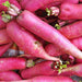 Long Scarlet Cincinnati, Radish, - BoxGardenSeedsLLC -Radishes - Seeds